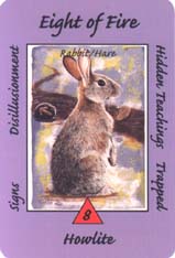 Australian Animal Tarot