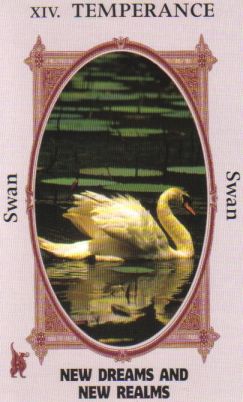 Animal Wise Tarot