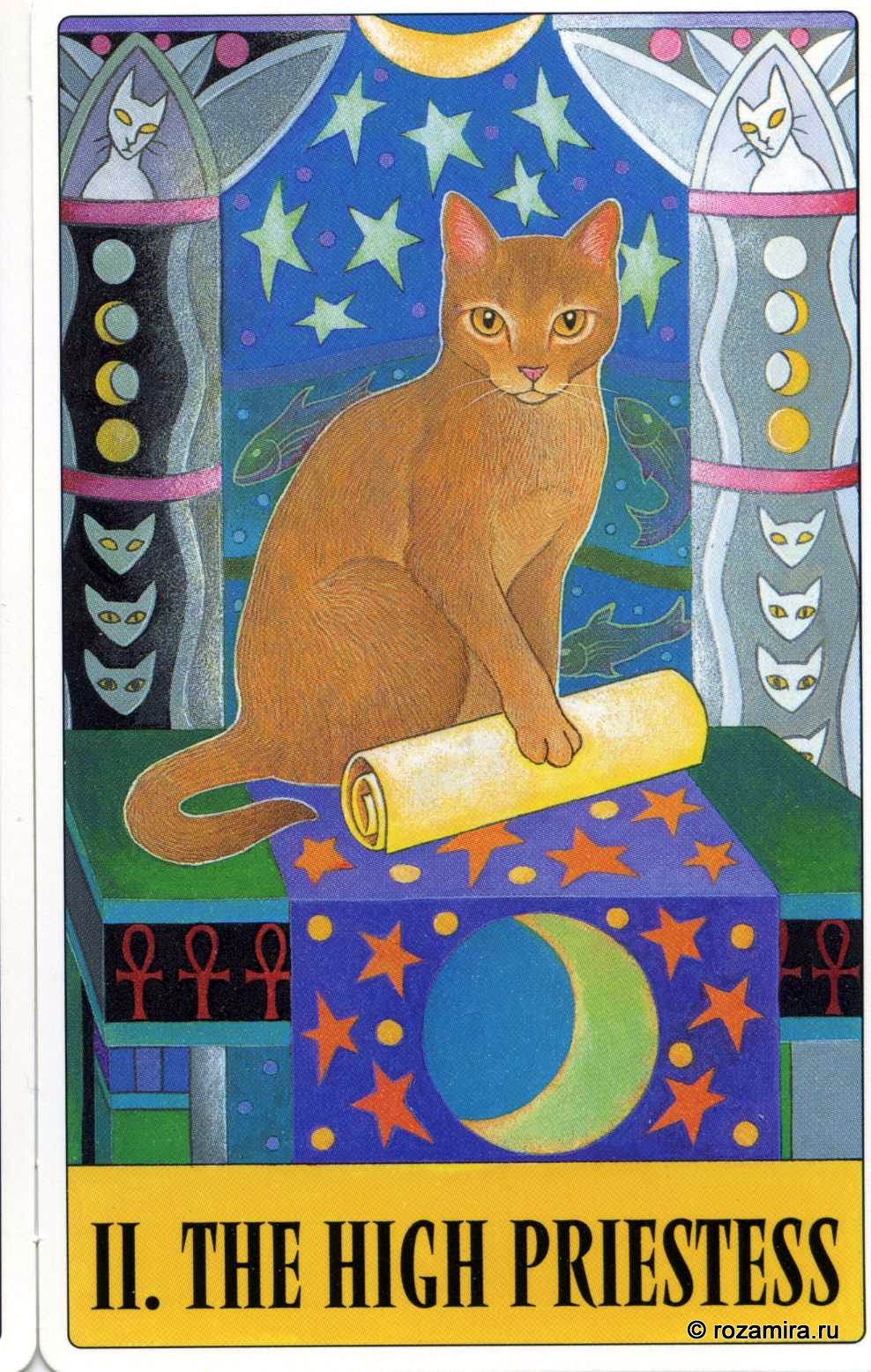 Tarot for Cats