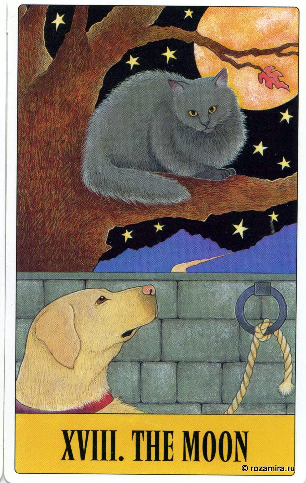 Tarot for Cats