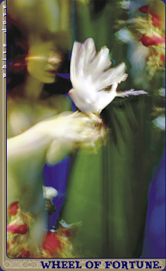 Abyssal Tarot by Shelly Corbett and Steve Ahlbom