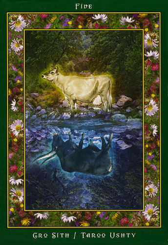 Fairy Ring Oracle