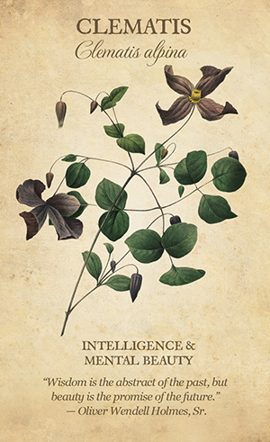 Botanical Inspirations Deck & Book Set