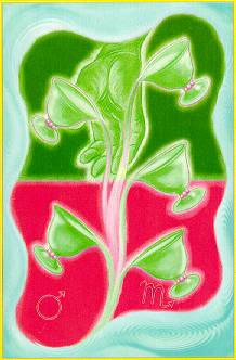 Aura Soma Tarot