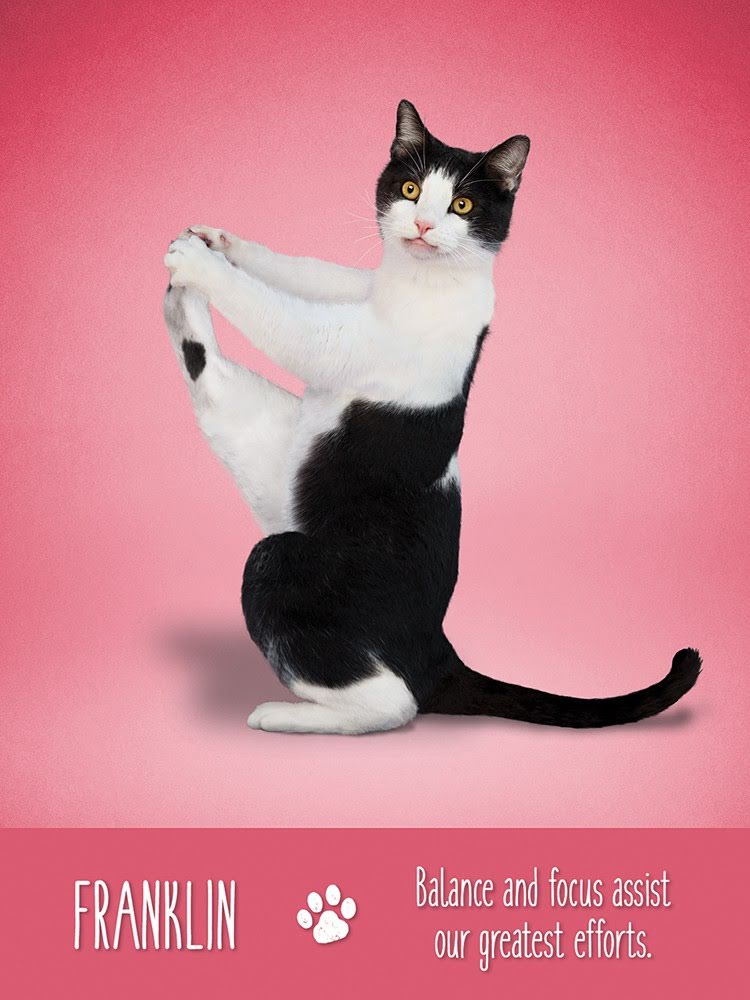 Yoga Cats Deck - Йога Кошек