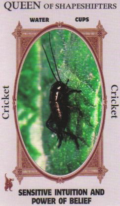Animal Wise Tarot