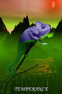 Animal Tarot