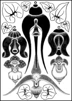 Ironwing Tarot