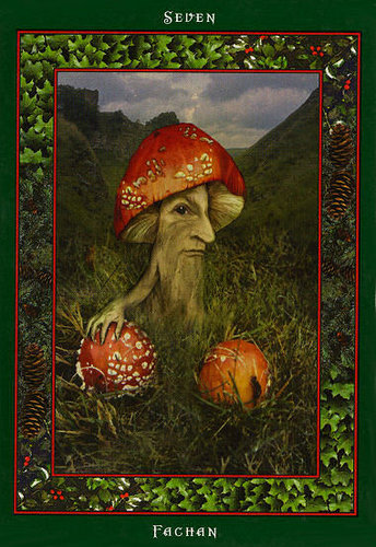 Fairy Ring Oracle