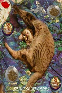 Animal Tarot
