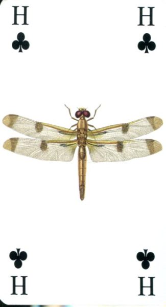 Tarot of Reincarnation