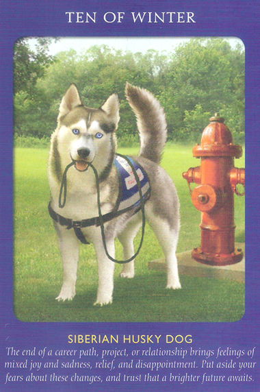 Animal Tarot Cards