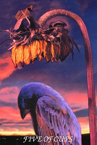 Animal Tarot