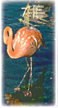 Power Animal Tarot