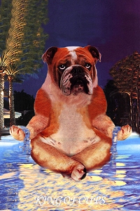 Animal Tarot