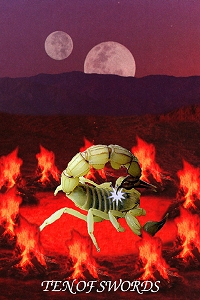 Animal Tarot