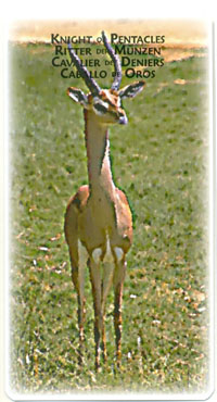 Power Animal Tarot