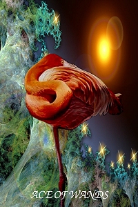 Animal Tarot