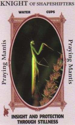 Animal Wise Tarot