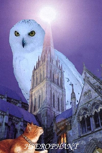 Animal Tarot
