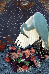 Animal Tarot