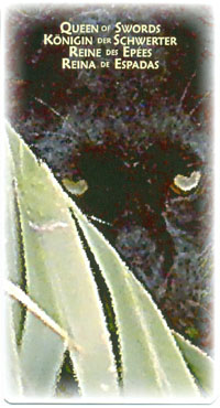 Power Animal Tarot