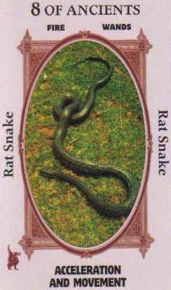 Animal Wise Tarot