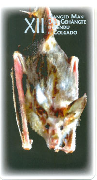 Power Animal Tarot