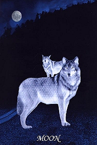 Animal Tarot