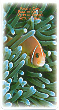 Power Animal Tarot