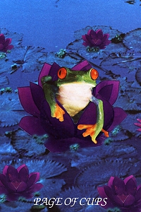 Animal Tarot