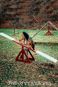 Animal Tarot