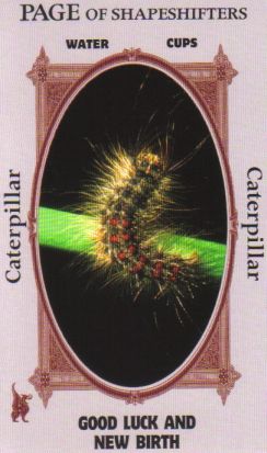 Animal Wise Tarot