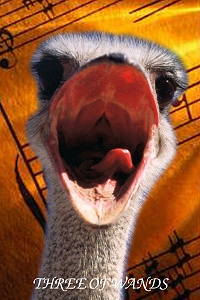 Animal Tarot