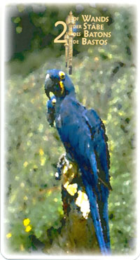 Power Animal Tarot